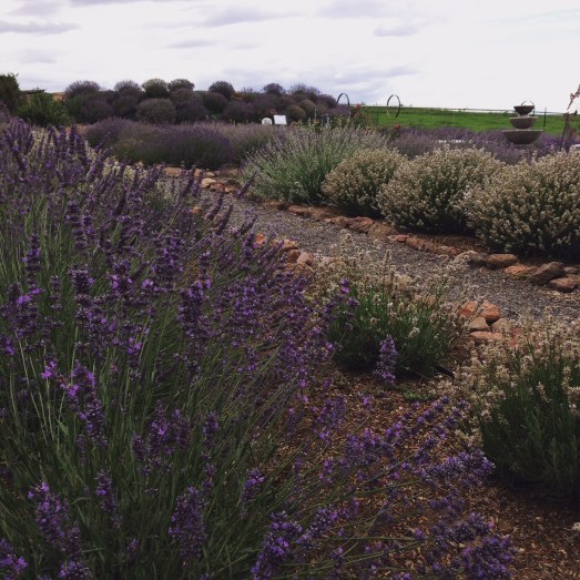 Cascade Lavender Farm